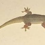 Jasa Pembasmi Cicak di Semarang