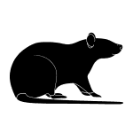 Jasa Mengusir Tikus Curut