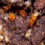 Cara Membasmi Rayap di Rumah