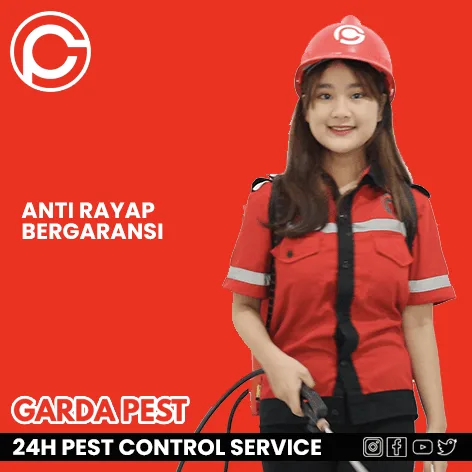 Jasa Pembasmi Rayap Manado
