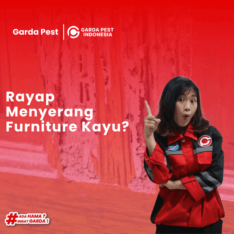 Masalah Rayap Menyerang Furniture Kayu