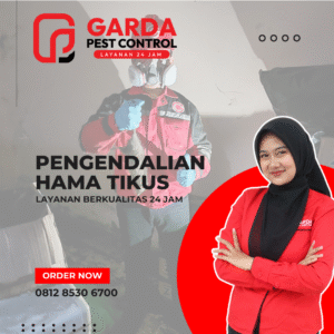 Jasa Pembasmi Tikus Surabaya | Tuntas Hingga ke Sarangnya