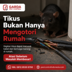 Ciri Ciri Sarang Tikus di Dalam Rumah Jakarta Selatan dan Cara Mengatasinya